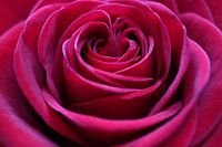 Das Herz der Rose