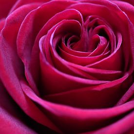 Das Herz der Rose von Loorsin