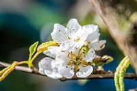 Peren bloesem