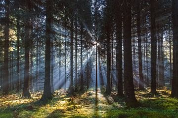 Nebelstern von Steffen Gierok