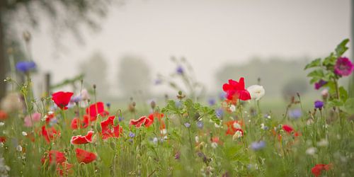 Fleurige berm van Sybren Visser