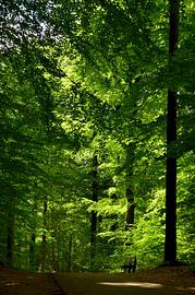 Sonnenlicht im Wald von Corinne Welp