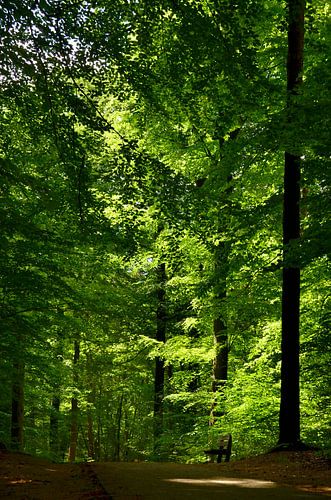 Sonnenlicht im Wald von Corinne Welp