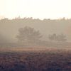 Mist op de Veluwe sur Cinthia Mulders
