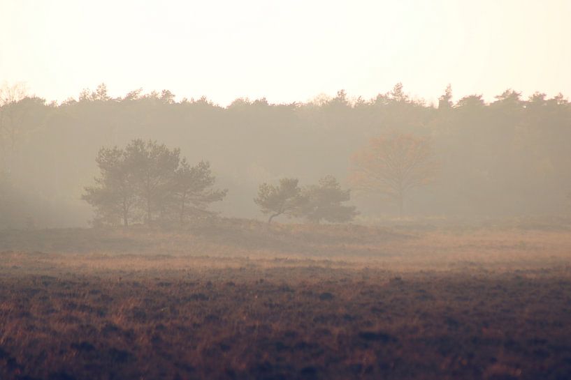 Mist op de Veluwe by Cinthia Mulders