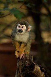 Kapuzineraffe von Ramona Peter