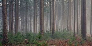 Dennenbos in sprookjessfeer