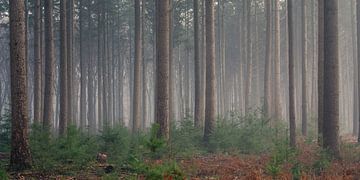 Une forêt de pins dans une atmosphère de conte de fées