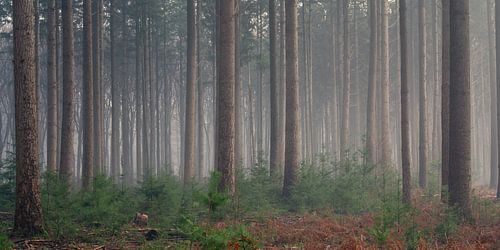 Dennenbos in sprookjessfeer van Toon van den Einde