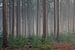 Une forêt de pins dans une atmosphère de conte de fées sur Toon van den Einde