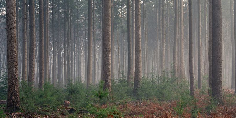 Une forêt de pins dans une atmosphère de conte de fées par Toon van den Einde