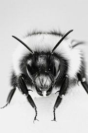 Bourdon sur Poster Art Shop