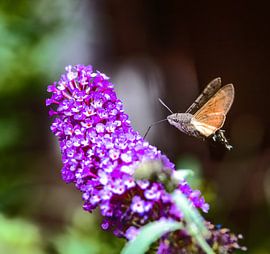Flying hummingbird hawk moth by ManfredFotos
