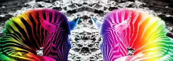 Regenboog Zebras