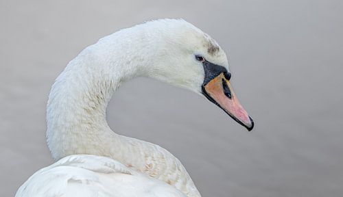 Close-up of a Swan in Detailed Beauty