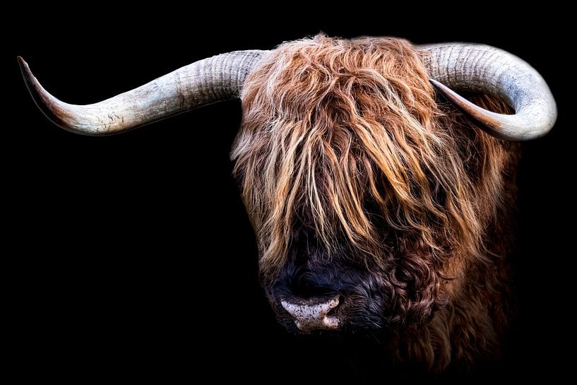 Scottish Highlander by Gianni Argese