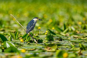 Nachtreiher im Donaudelta