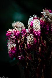 Art der Sanftheit von Visual van Dijk