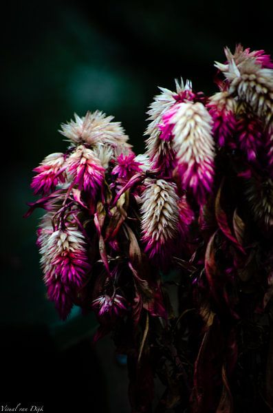 Kind of Softness by Visual van Dijk