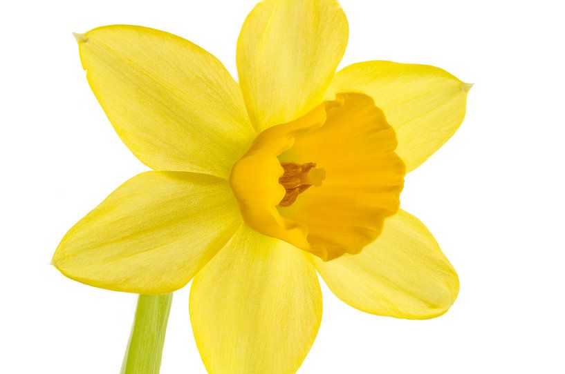 Daffodil by Tanja van Beuningen