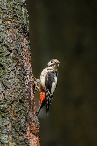 specht von marco voorwinden