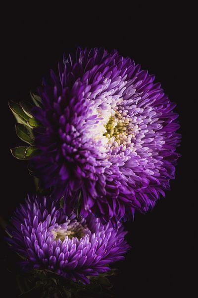Aster by Sandra Hazes