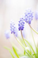 Grape hyacinths