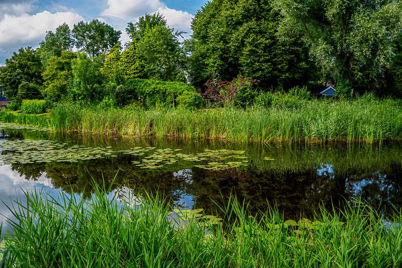 Üppige Grabennatur bei IJlst - Frischer grüner Sommer in Friesland von Franklin Driessen
