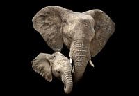 Olifant 