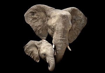 Elephant  by Wianda Bakker