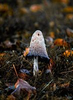 Pilz in der Landschaft von Trondheim, Norwegen