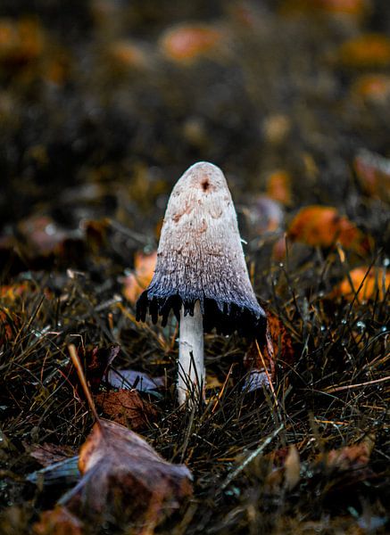 Champignon dans la campagne de Trondheim, Norvège par Koen Lipman