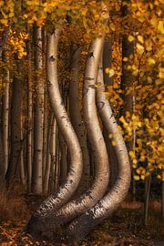 The dancing aspens II by Martin Podt