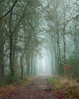 Promenade hivernale en forêt