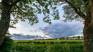 Die goldene Stunde auf der Wiese Vliet