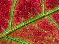 Blatt im Herbst