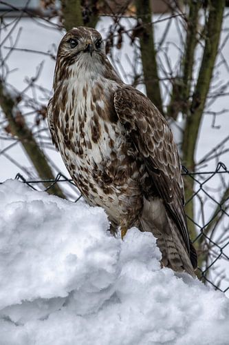 Buizerd