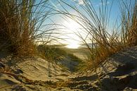 Duinen en zee van Claudia Evans thumbnail