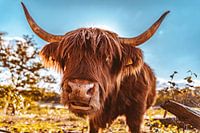 Der schottische Highlander von Dorst