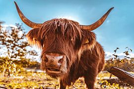 Der schottische Highlander von Dorst