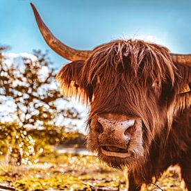 De Schotse Hooglander van Dorst van Slashley Photography