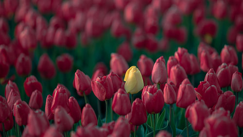 Gelbe Tulpe