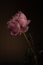 Pivoine rougissante I sur Lia van Gulik