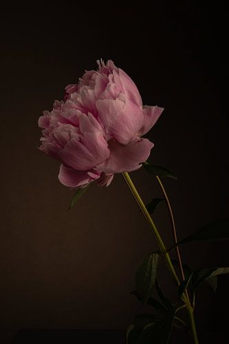 Blushing Peony I
