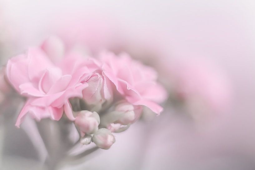 flower by Vliner Flowers