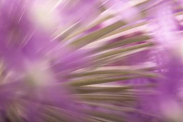 Les lignes d'un Allium à travers les fleurs violettes sur Marjolijn van den Berg