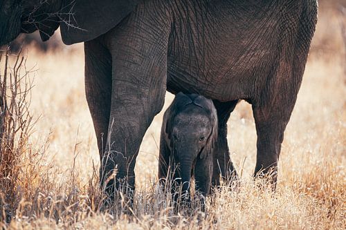 Baby elephant, Kruger Park, South Africa
