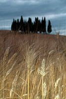 Cipressi di San Quirico d Orcia. Cipressenwald im Toskane 