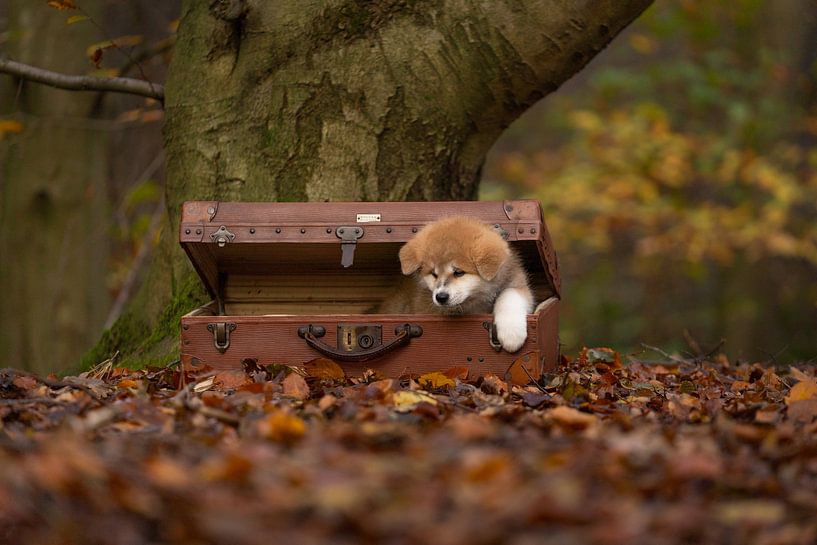 Chiot dans une valise antique par Special Moments MvL