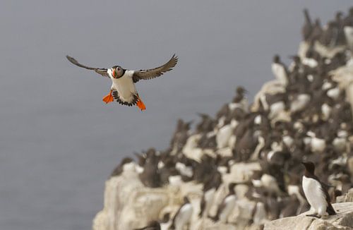 Papegaaiduiker in vlucht